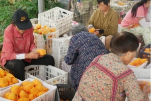 涡阳辉山：传承“红色基因” 勾勒“最美画卷”