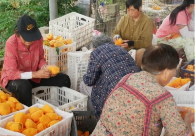 涡阳辉山：传承“红色基因” 勾勒“最美画卷”