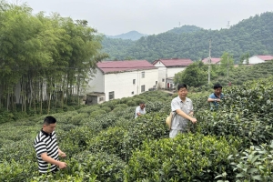 中国石油六安分公司：以茶为媒打造村+企业模式 助力乡村振兴