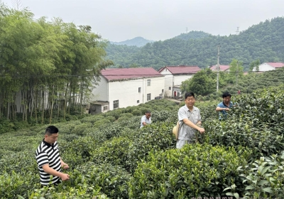 中国石油六安分公司：以茶为媒打造村+企业模式 助力乡村振兴